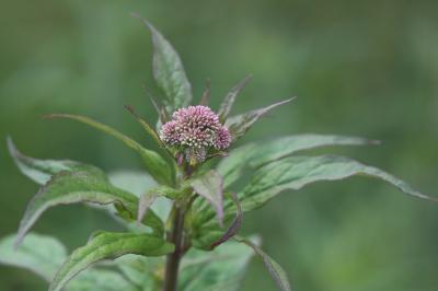Eupatorium cannabinum