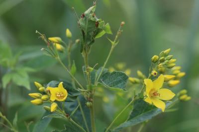 Lysimachia vulgaris