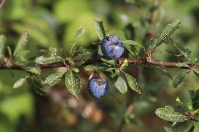 Prunus spinosa