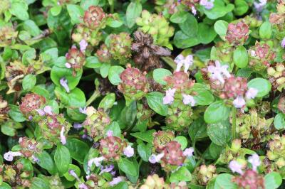 Prunella vulgaris