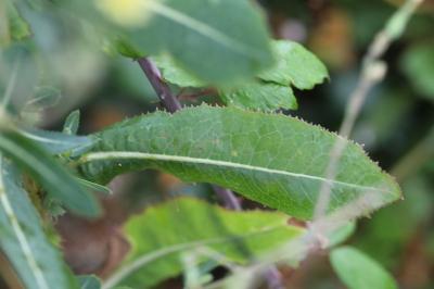 Lactuca virosa