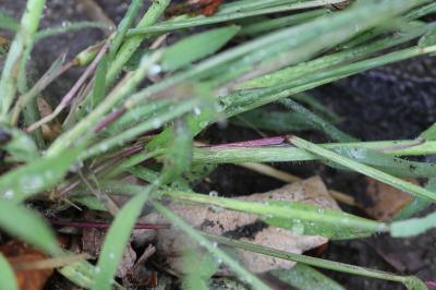 Digitaria sanguinalis