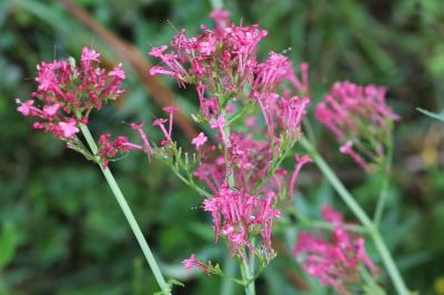 Centranthus ruber