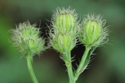 Crepis setosa