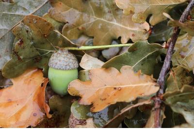 Quercus robur