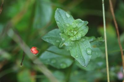 Lysimachia arvensis
