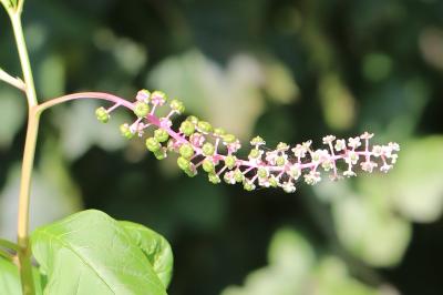 Phytolacca americana