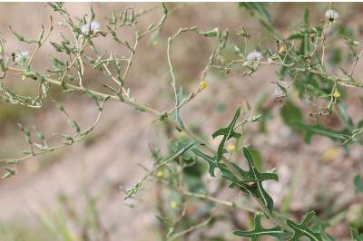 Lactuca serriola