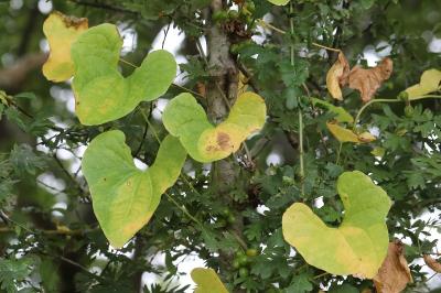 Dioscorea communis