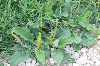 Plantago major