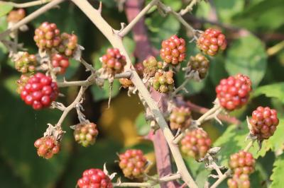 Rubus fruticosus