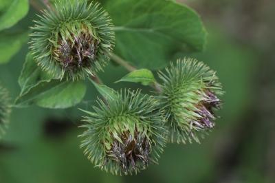 Arctium lappa