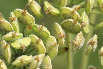 Heracleum sphondylium