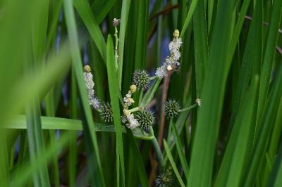 Sparganium erectum