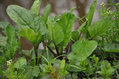 Scrophularia auriculata