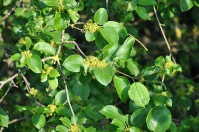 Rhamnus cathartica