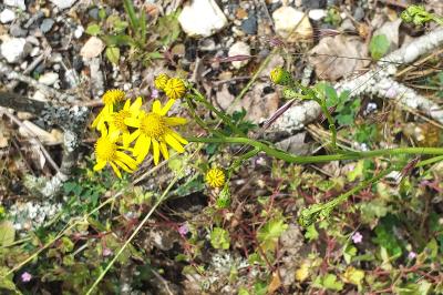 Senecio inaequidens