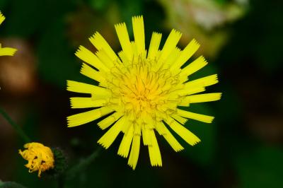 Hieracium laevigatum