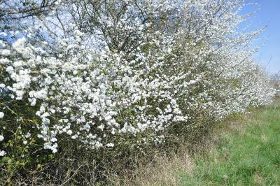 Prunus spinosa