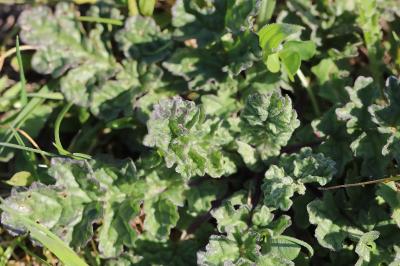 Jacobaea vulgaris