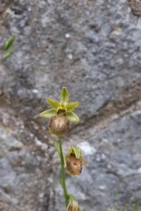 Ophrys aranifera