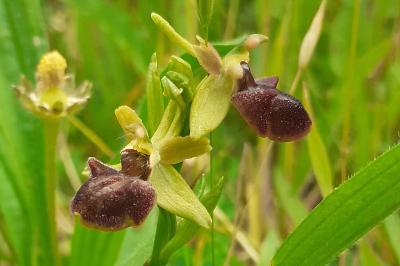 Ophrys aranifera