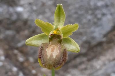 Ophrys aranifera