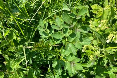 Thalictrum flavum
