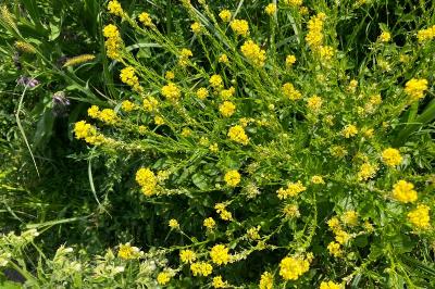 Barbarea vulgaris