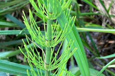 Equisetum fluviatile