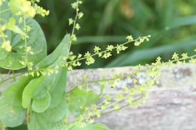 Dioscorea communis