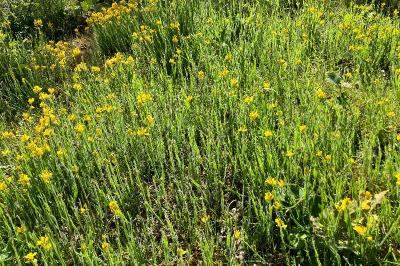 Genista sagittalis