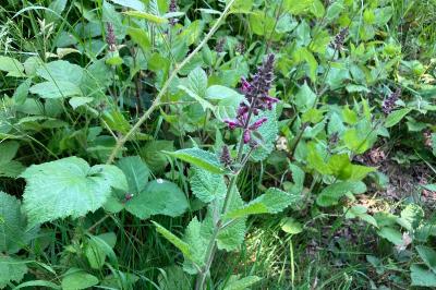 Stachys sylvatica