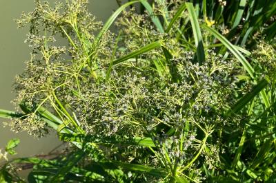 Scirpus sylvaticus