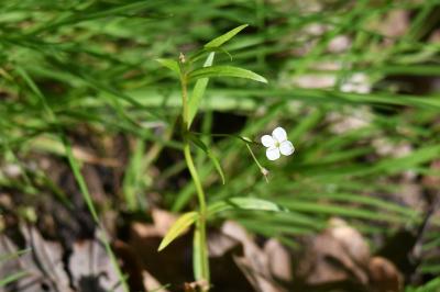 Veronica scutellata