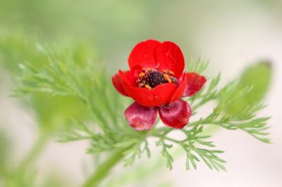 Adonis annua
