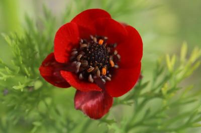 Adonis annua