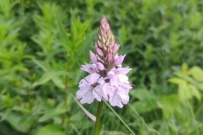 Dactylorhiza maculata
