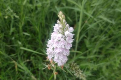 Dactylorhiza maculata
