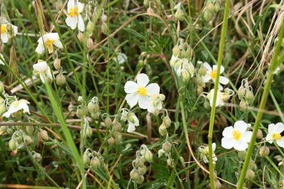 Helianthemum apenninum