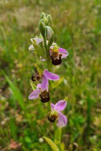 <i>Ophrys apifera</i>