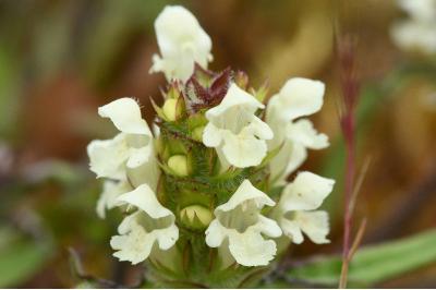 <i>Prunella laciniata</i>