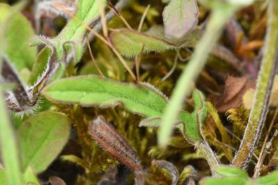Prunella laciniata
