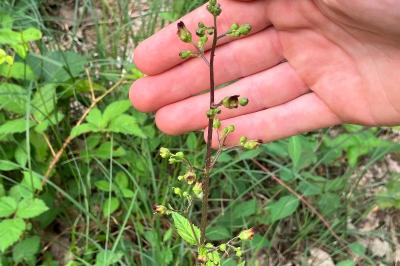 <i>Scrophularia nodosa</i>