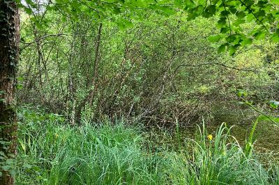 <i>Salix</i>