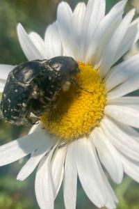 <i>Leucanthemum ircutianum</i>