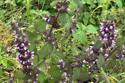 Ballota nigra