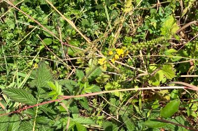 Agrimonia eupatoria