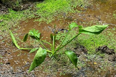 Alisma plantago-aquatica