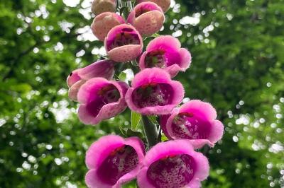 Digitalis purpurea